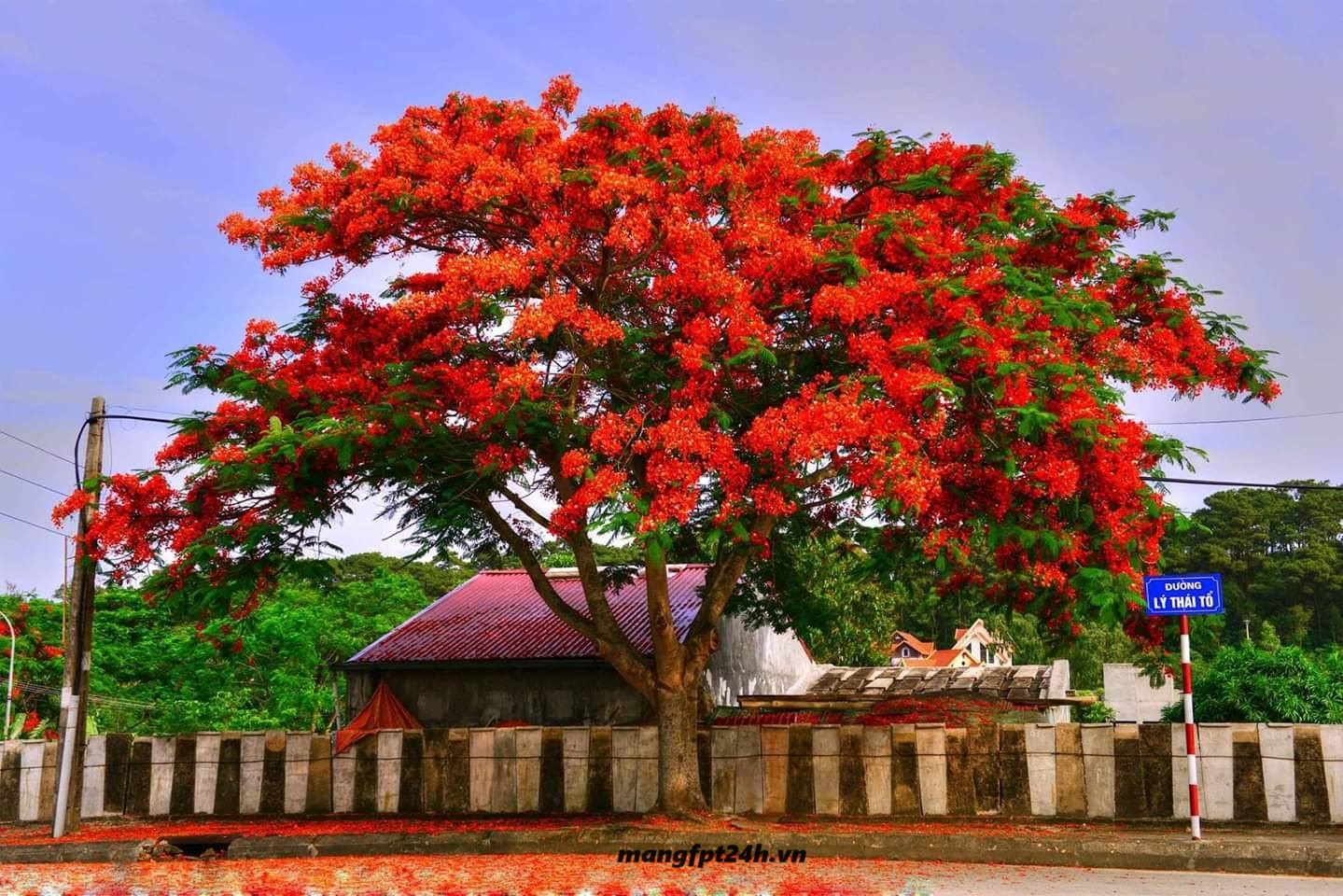 Lắp Mạng Fpt Đồ Sơn